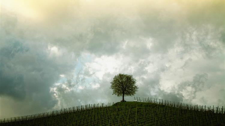 Ν. Αγχιάλος: Χαλαζόπτωση έπληξε αμπέλια και ελαιόδεντρα