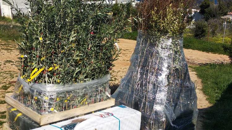 Διανομές φυτών για τις αυλές των σπιτιών  στο Κόκκινο Λιμανάκι Ραφήνας