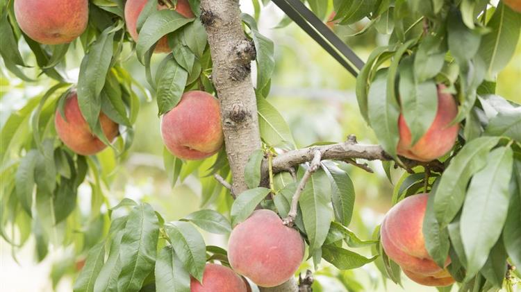 ​​​Γ.Καρασμάνης: Ποιοι  είναι  οι υπεύθυνοι  για τα δεινά των ροδακινοπαραγών 