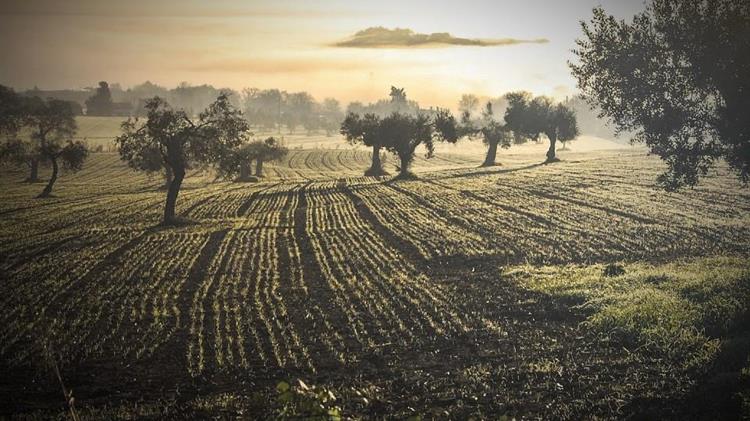 Ισπανία: Το σχέδιο της κυβέρνησης για την στήριξη  των τιμών των αγροτικών προϊόντων