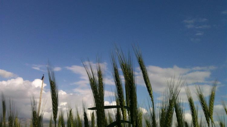 Κορωναίος: Πώς επηρεάζεται η αγορά σιτηρών;