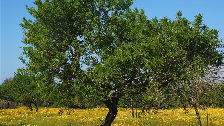 Σύμπραξη για έξυπνα αγροκτήματα Βιολογικής Ελιάς & καινοτόμα προϊόντα