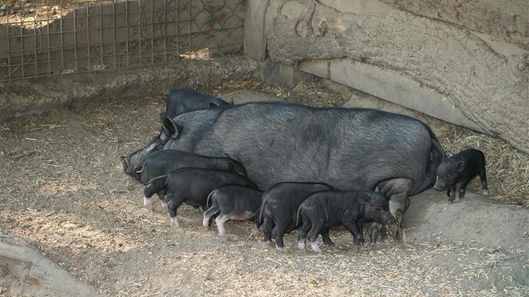 Αφρικάνικη Πανώλη: Μέτρα ασφαλείας για τους χοίρους