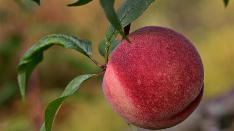 Αποζημιώσεις μέσω de minimis σε ροδάκινα, βερίκοκα και νεκταρίνια