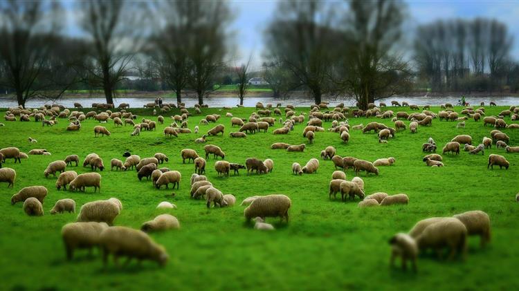 Εργαστήριο βιοασφάλειας για αιγοπροβατοτρόφους στη Λαμία