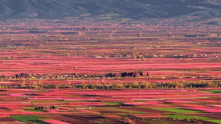 Ροδακινιά: Προσοχή σε ασθένειες και έντομα!