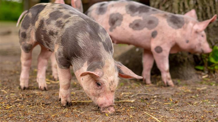 Ενίσχυση της Κυνηγετικής Συνομοσπονδίας με 255.000 ευρώ  για την αφρικανική πανώλη των χοίρων