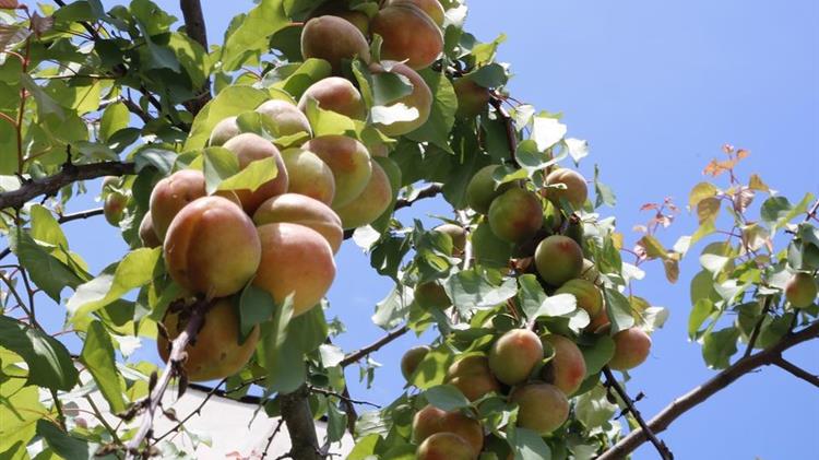 Κ. Μπαργιώτας: «Τα ροδάκινα μένουν στα δέντρα..»