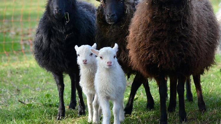 Ευλογιά αιγοπροβάτων: Αίτημα Φίλια για οικονομική στήριξη κτηνοτρόφων σε Κατοχή και Ναυπακτία