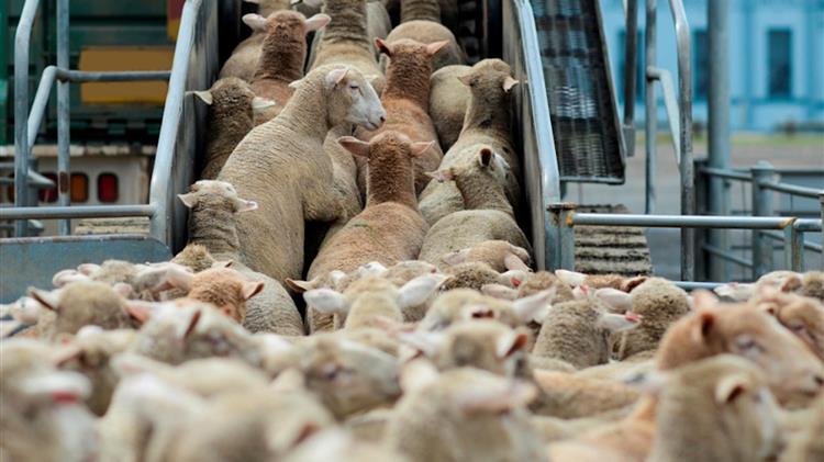 Momentum builds for further live export bans as campaigners mark international awareness day
