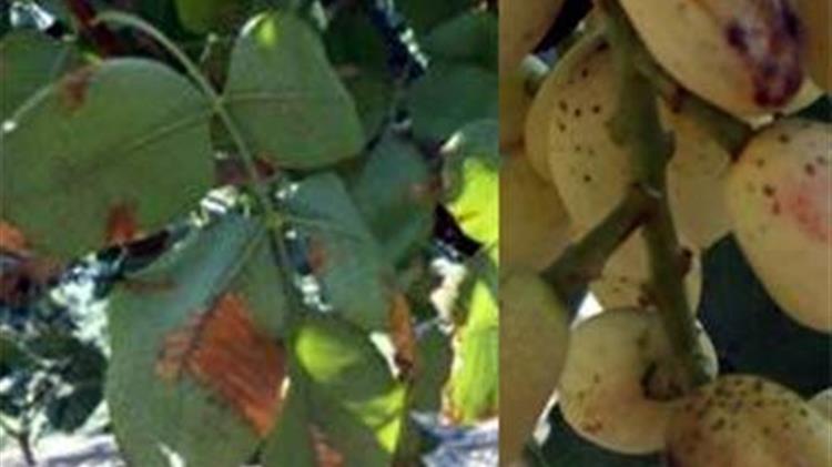 Ασθένειες στις φιστικιές