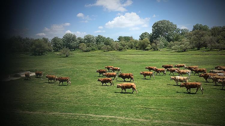 Αμυράς: Πότε θα ολοκληρωθούν τα Διαχειριστικά Σχέδια Βόσκησης;