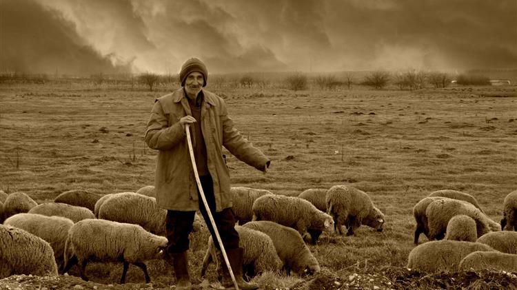 Δεσμεύτηκαν 31 εκατ. ευρώ για την ενίσχυση της ελληνικής αιγοπροβατοτροφίας