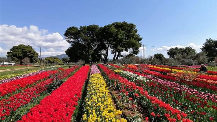 Κορωνοϊός : Η χαριστική βολή στον κλάδο ανθοπαραγωγών 