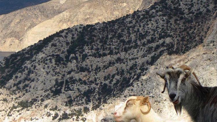Η στασιμότητα της ελληνικής αιγοπροβατοτροφίας,πληρώνεται
