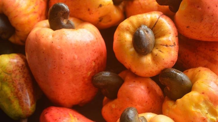 How Tanzania farmers lose billions from cashew apples left to rot