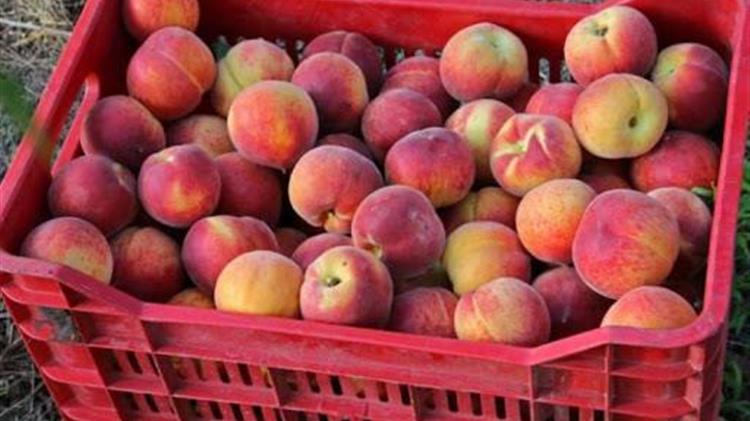 Διαμαρτυρία ροδακινοπαραγωγών σε Θεσσαλία, Πέλλα και Ημαθία