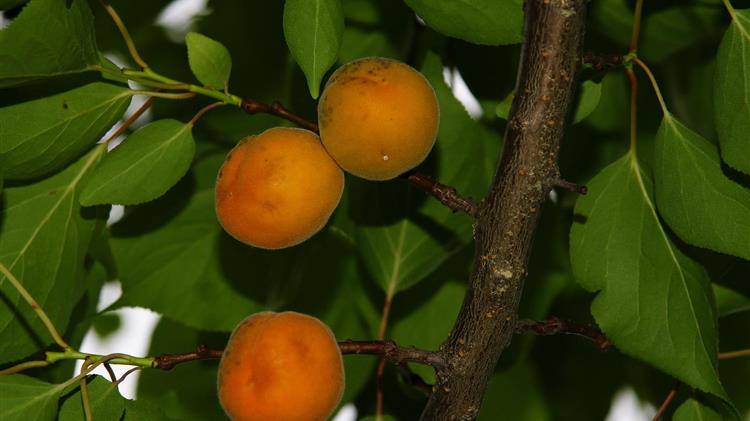 Абрикос фото листьев Абрикос фото листьев