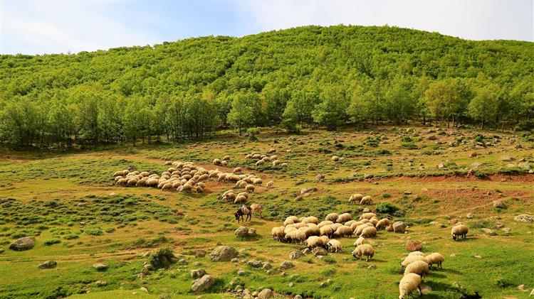 ΚΚΕ: Για τις επιθέσεις σαρκοφάγων ζώων σε κτηνοτροφικές μονάδες της Αρκαδίας