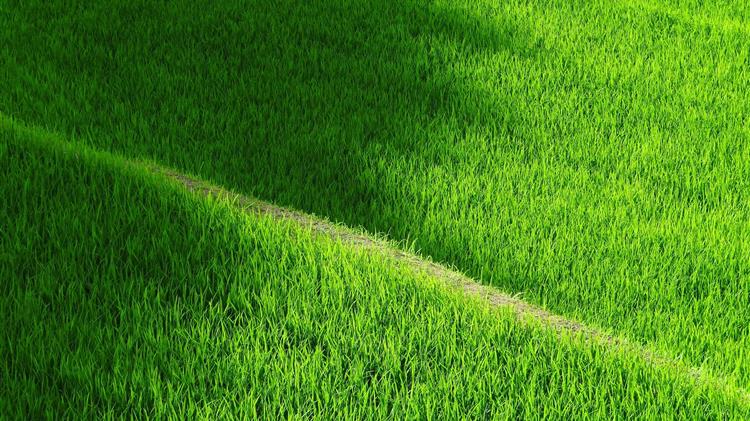 ΟΠΕΚΕΠΕ: Σε εξέλιξη η διαδικασία πίστωσης για τους ορυζώνες