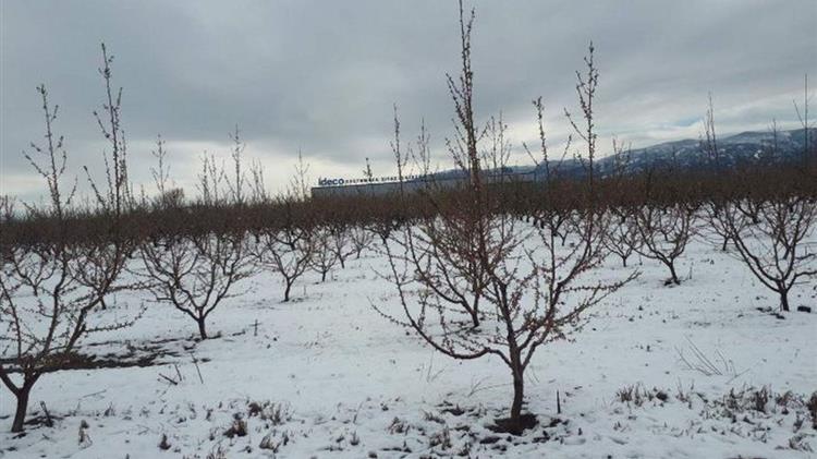«Άσπρισαν» οι ροδακινιές σε Ημαθία και Πέλλα - Ανησυχούν οι παραγωγοί