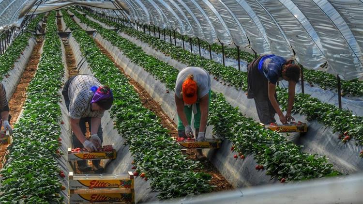 Ο ιός διακόπτει μεγάλο μέρος της αγροτικής εργασίας του Ηνωμένου Βασιλείου