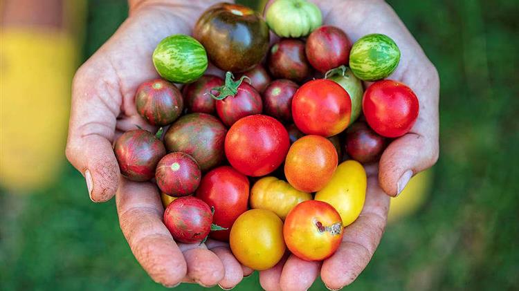 Greenpeace: Άμεση λήψη μέτρων για ανθεκτικό και βιώσιμο μοντέλο παραγωγής τροφίμων