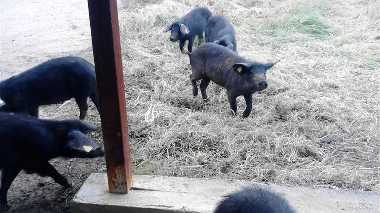 FAO and OIE kickstart global initiative to stop spread of deadly pig disease