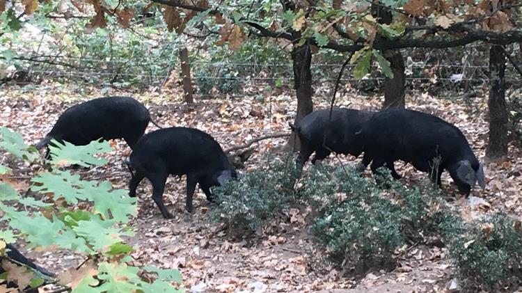Ακυρώνεται η διαφοροποίηση της αυτόχθονης φυλής του Μαύρου Χοίρου λόγω της μη παραχώρησης στους εκτροφείς κατάλληλων βοσκοτόπων