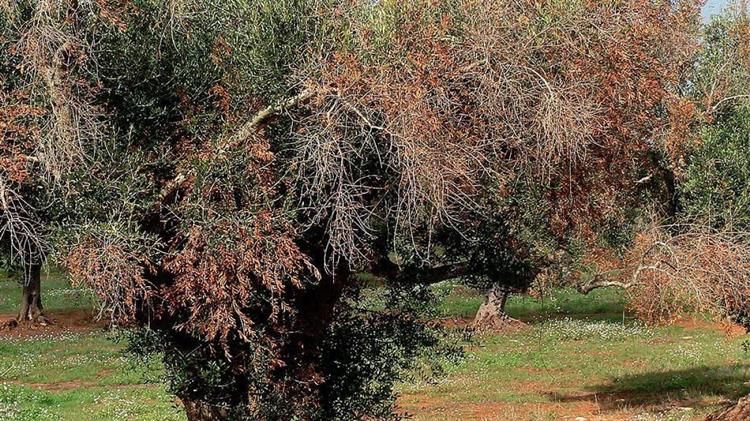 Xylella: Η θανατηφόρα ασθένεια της ελιάς σε ολόκληρη την Ευρώπη απειλεί το 95% των καλλιεργειών