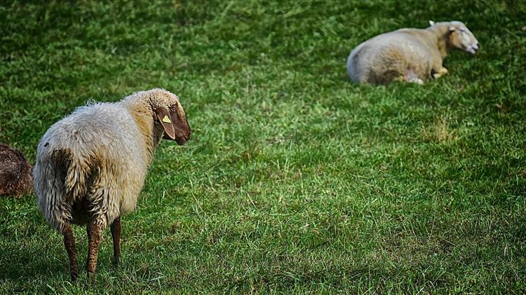 «Θέσπιση  μέτρων  πάταξης  ελληνοποιήσεων  ζώντων  ζώων  και  κρέατος  και ενισχύσεις κτηνοτρόφων λόγω κορωνοϊού»