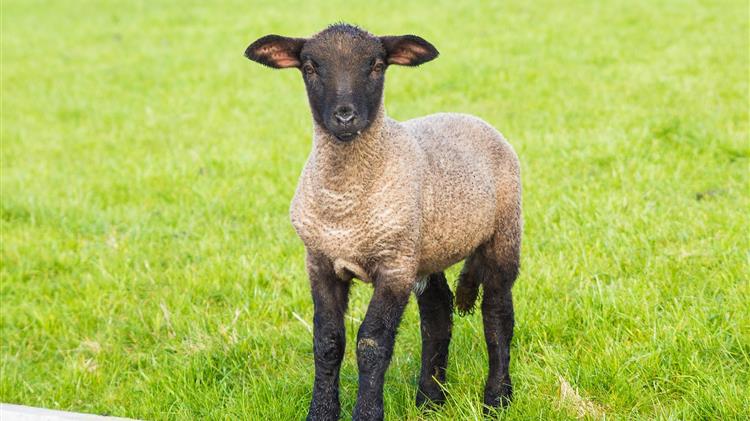 ΟΠΕΚΕΠΕ: “Στάση πληρωμών” σε βιολογικά και μελισσοκομία του 2024