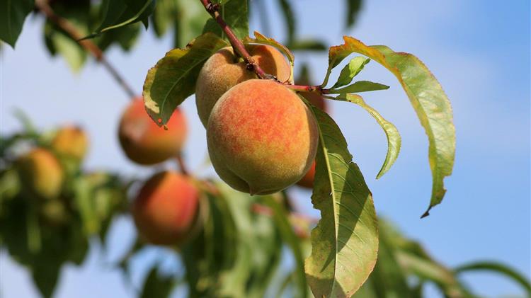 Ασθένειες και Εχθροί της Ροδακινιάς