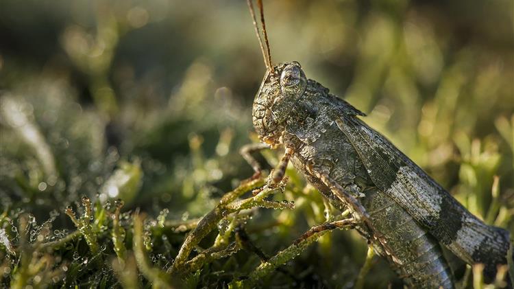  Νέα επιδρομή ακρίδων στην Αφρική
