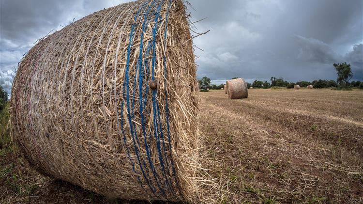 Θ. Πετράκος: Στον αέρα οι αγροτικές επιδοτήσεις