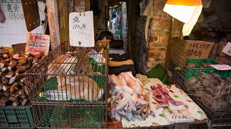 Κορωνοϊός: Πιέσεις στον ΠΟΥ για κλείσιμο των υπαίθριων αγορών άγριων ζώων