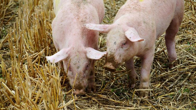 Κομοτηνή: Σε επιφυλακή λόγω της αφρικανικής πανώλης των χοίρων