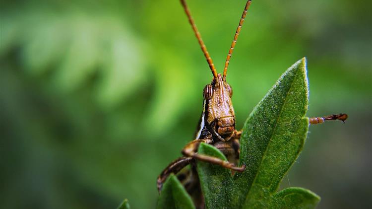 FAO welcomes $10 million donation from Mastercard Foundation to fight Desert Locusts in East Africa