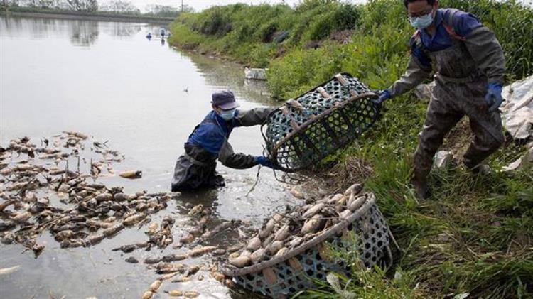 Wuhan farmers struggle as crops wither from travel limits