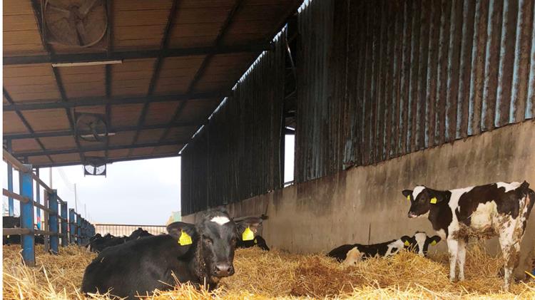 ΕΦΧΕ: Οι Έλληνες κτηνοτρόφοι δίνουμε σιωπηλά τη δική μας μάχη