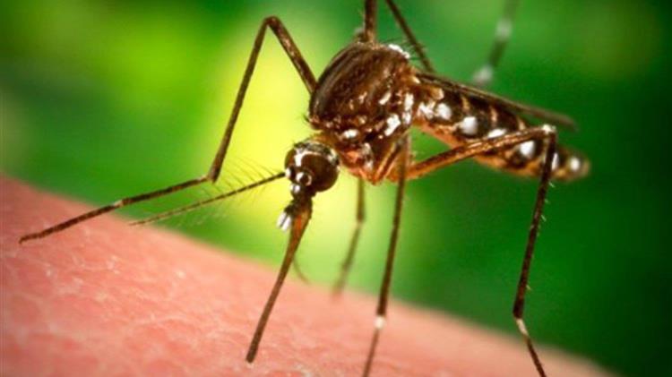 Προγράμματα κουνουποκτονίας και κατά της ελονοσίας