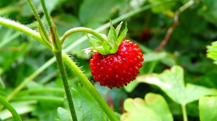 Αίτημα ενίσχυσης για την προώθηση της φράουλας στις αγορές της Γερμανίας και της Πολωνίας