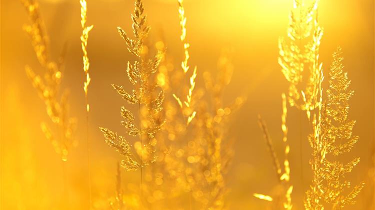 Μετά την πανδημία, αναμένετε ότι η ηλιακή ενέργεια θα αλλάξει τη γεωργία προς το καλύτερο