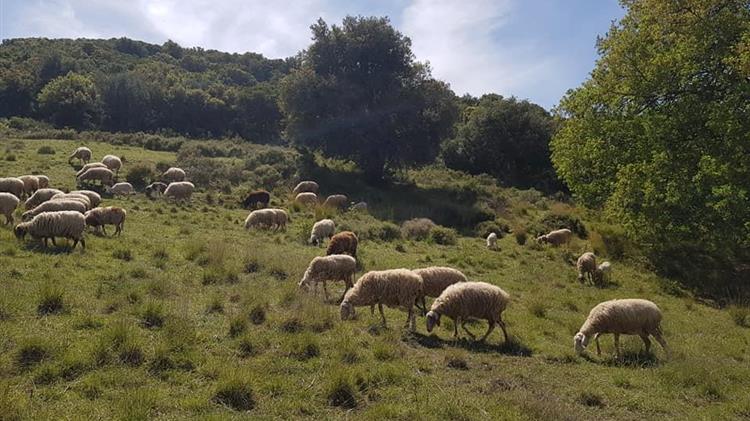 Πότε και ποια μέτρα θα ληφθούν για τους κτηνοτρόφους;