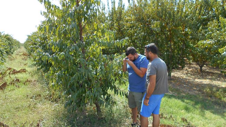 ΚΟΜΦΟΥΖΙΟ: Συνεχίζεται το πρόγραμμα