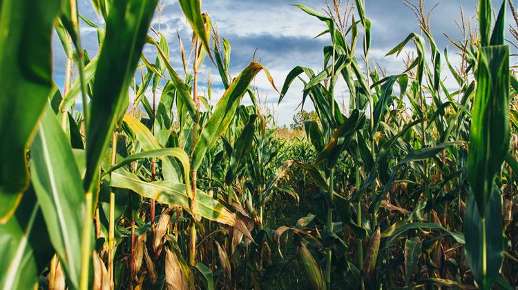 Γερμανία: Μείωση 20,2% στην παραγωγή καλαμποκιού