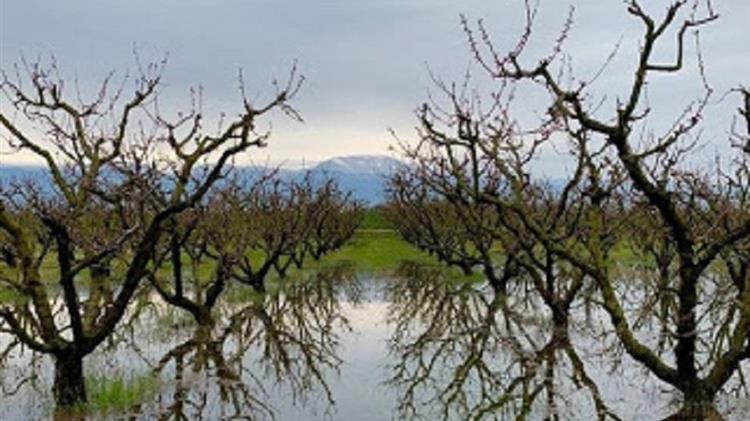 Πυρηνόκαρπα: Παγετός και βροχές χτυπάνε τα πυρηνόκαρπα Ημαθίας και Πέλλας