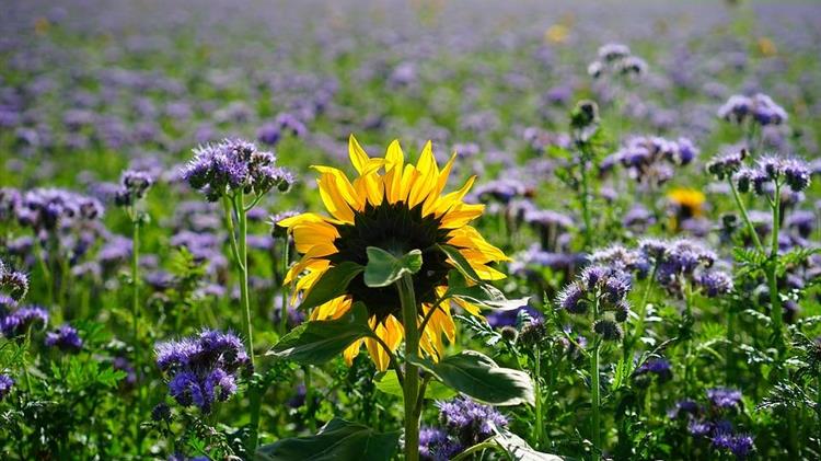 Κορωνοίος: Ο γεωργικός τομέας της Γηραιάς ηπείρου  απειλείται με ολοκληρωτική καταστροφή 