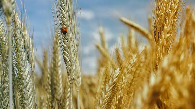 Ουκρανία: Αύξηση στις τιμές εξαγωγής σιταριού