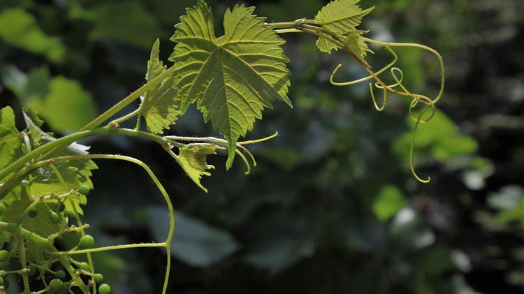 Πώς ο κορωνοϊός επηρεάζει τη συγκομιδή στο Νέο Κόσμο